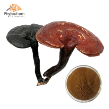 Solvent Extraction Reishi Mushroom Extract Powder Ganoderma Lucidum Lingzhi